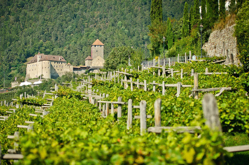 Viticoltura protetta a Merano