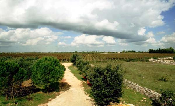 Vigneto di Pietraventosa