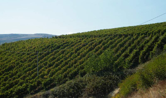 valle del vulture